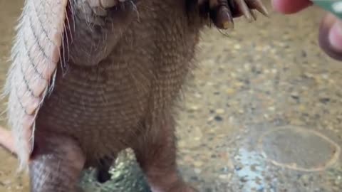 Brillo the Armadillo enjoying some food.
