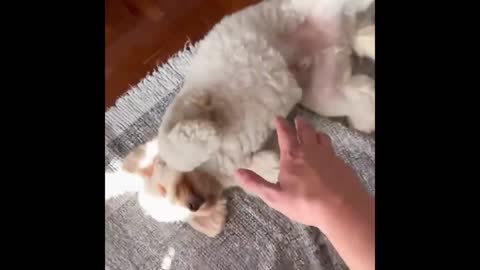 Cute and Funny Cat Dog