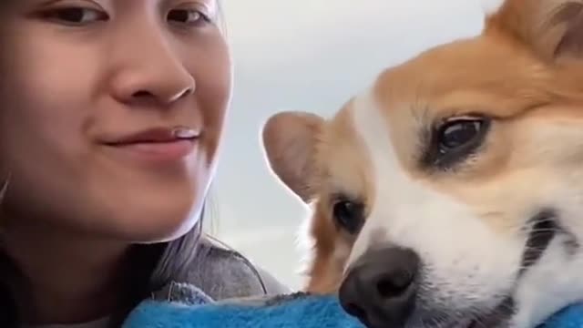 How do you react when you kiss your dog