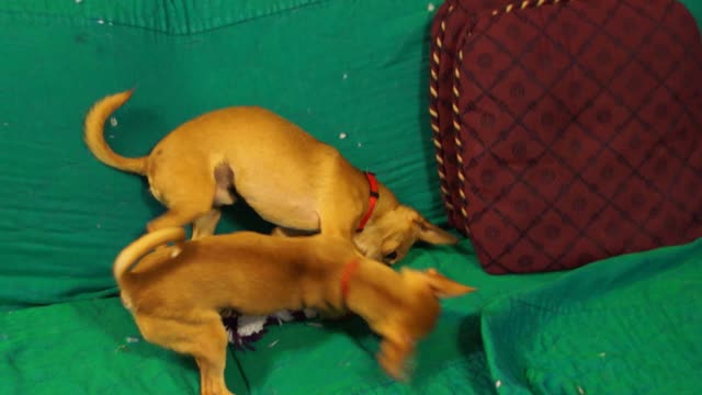 Two Chihuahuas playing with each other on the couch