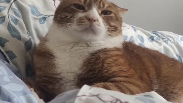 Cats and cats are really humane and can sense my joys and sorrows.