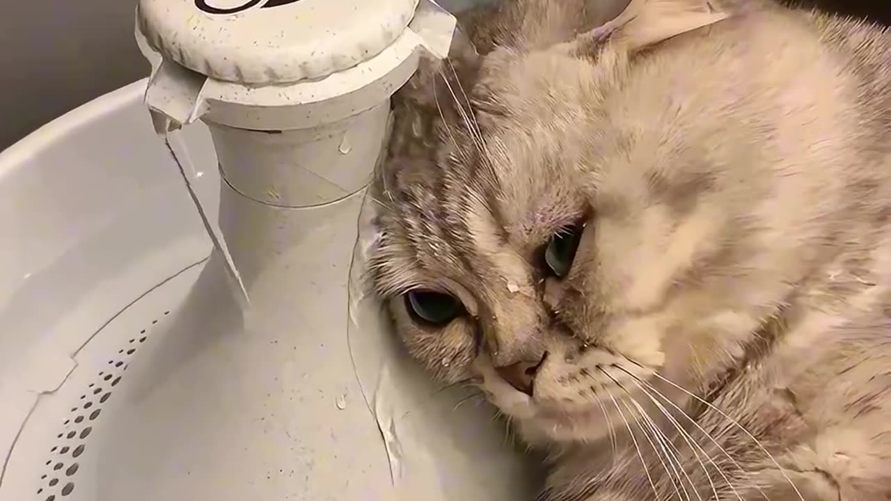 heartbroken cute cat 😿😿