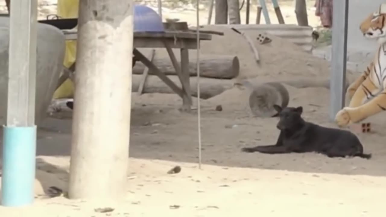 Dog Scared by Fake Tiger