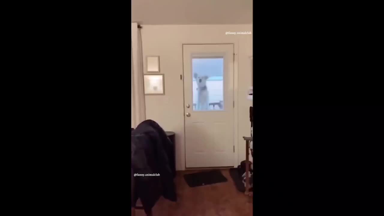 #funny Dog jumping & watching from window🤣🤣