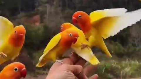 Birds