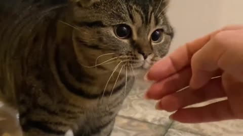 Funny animals - Funny cats / dogs - Funny animal videos