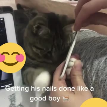 The Ultimate Funny Animals Compilation 🐾🤣 | Prepare for a Paw-sitively Hilarious Ride!"