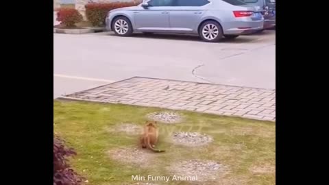 Animals funny video