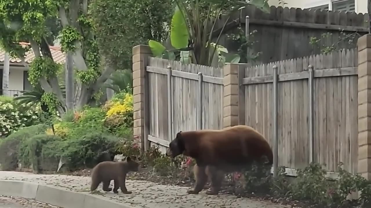 Mama Bear Refuses to Abandon Her Beloved Cubs(part 110)