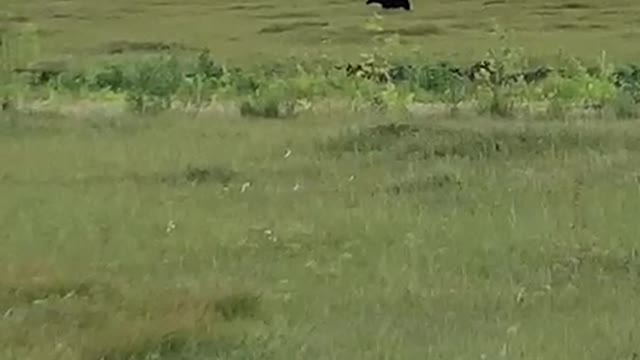 Bear runs next to the road in Kamchatka