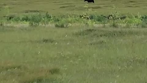 Bear runs next to the road in Kamchatka