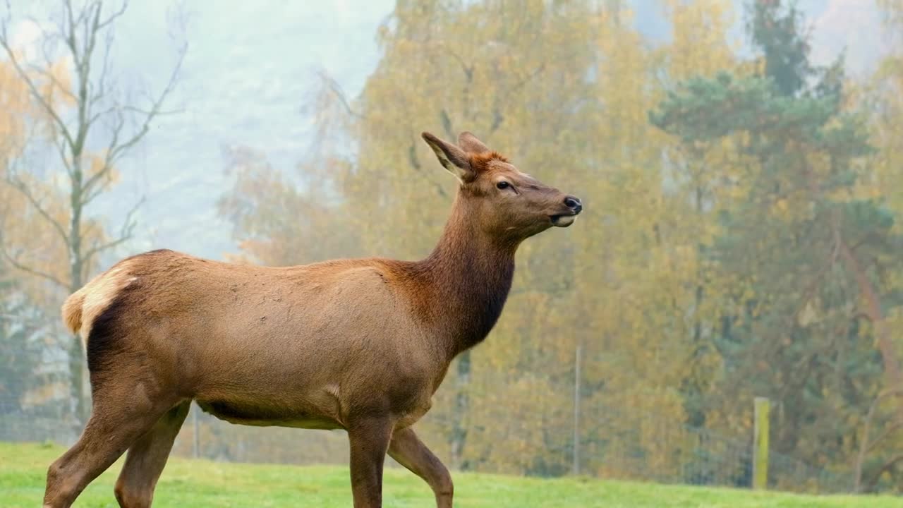 Deer Wapiti Female Fog Wild Animal 🌴