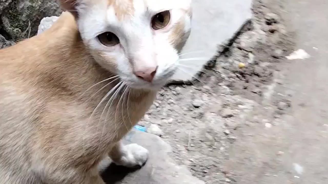 Street cat