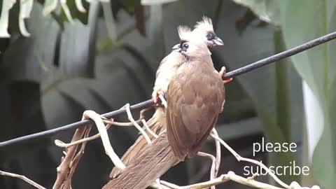 funny birds and animals