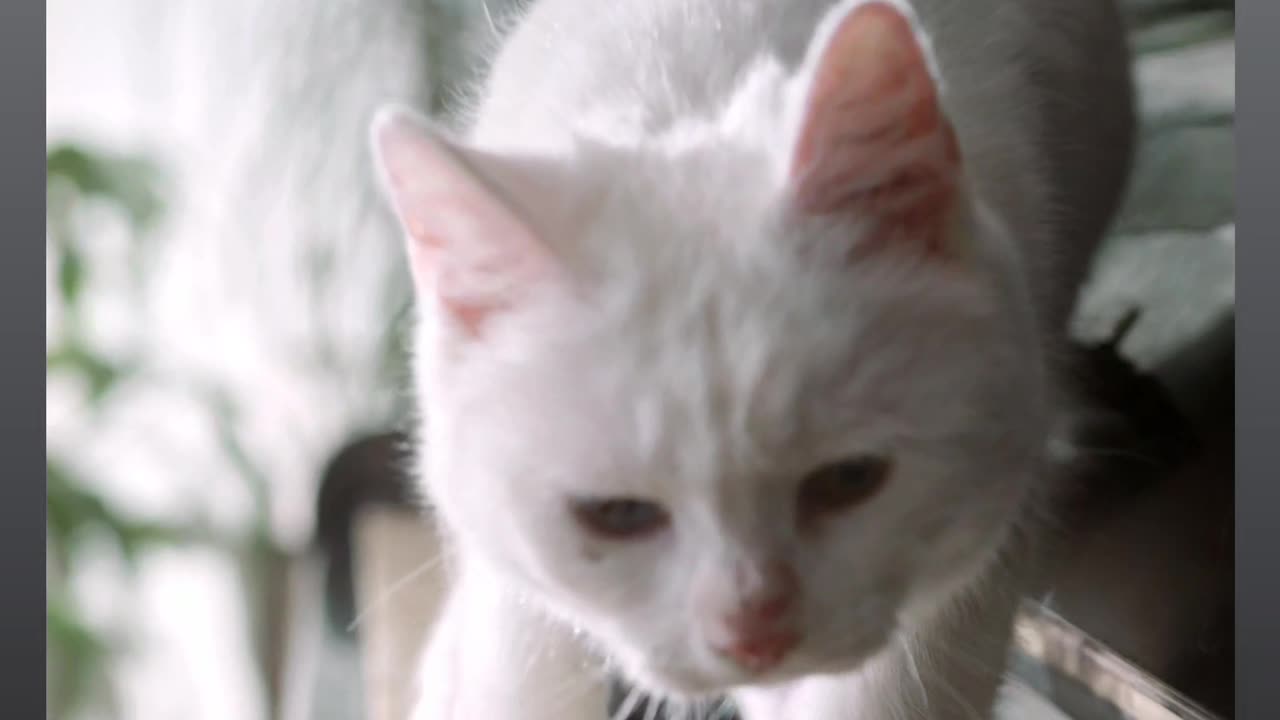 "Maestro Whiskers: A Purrfect Piano Performance"