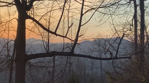 NW NC at The Treehouse 🌳 A bald eagle enjoys the sunset