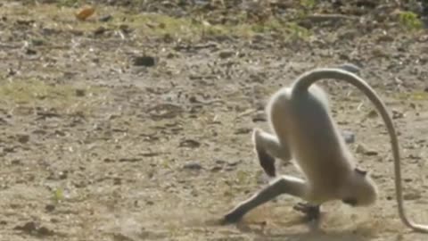 Cute and Funny Monkeys Video😂😂