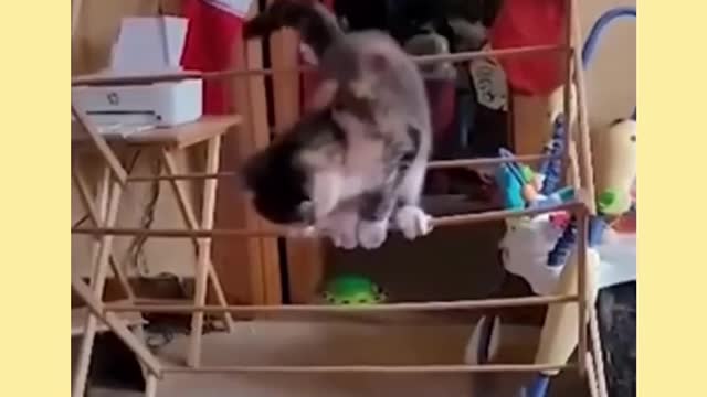 Who Else Wants Try Not to Laugh Funny Animal ? #shorts