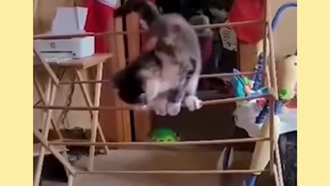 Who Else Wants Try Not to Laugh Funny Animal ? #shorts