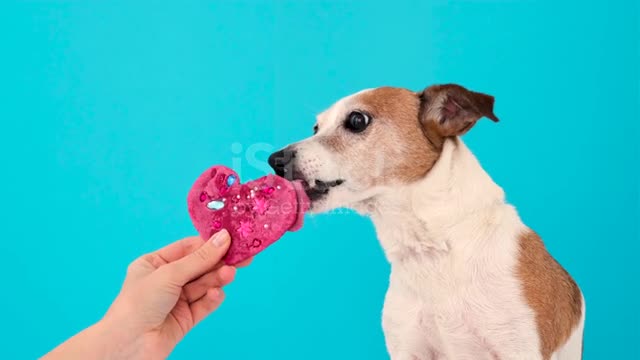 Dog enjoys licking sweets