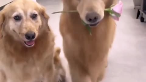 Funny cute dogy🥰😍😂😂