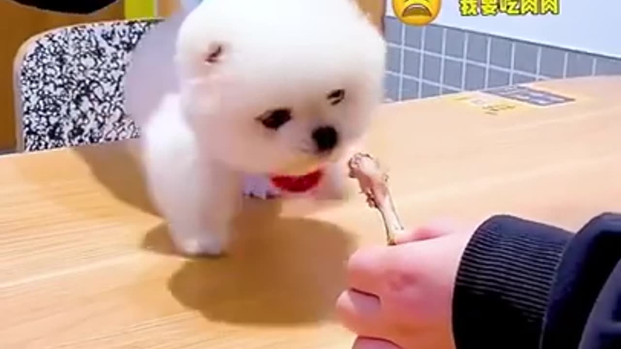 Cute baby dog