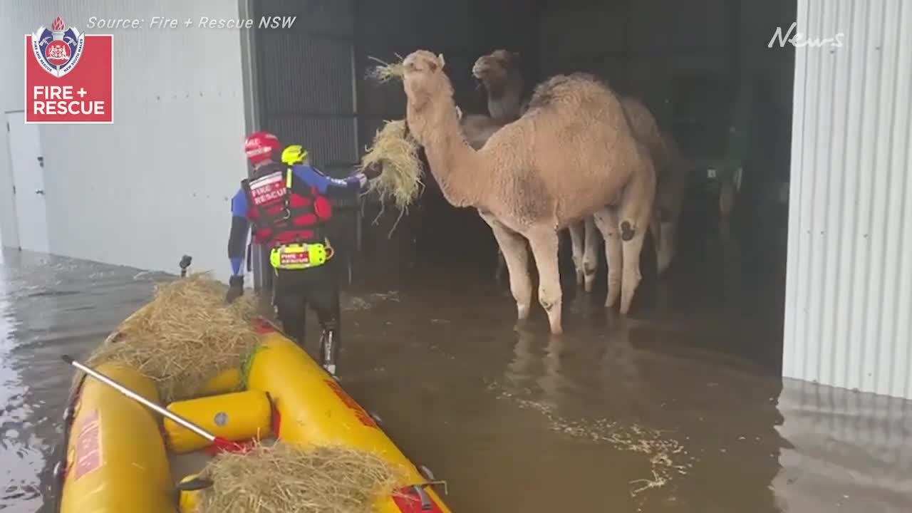Camels rescued from floodwaters in Moama