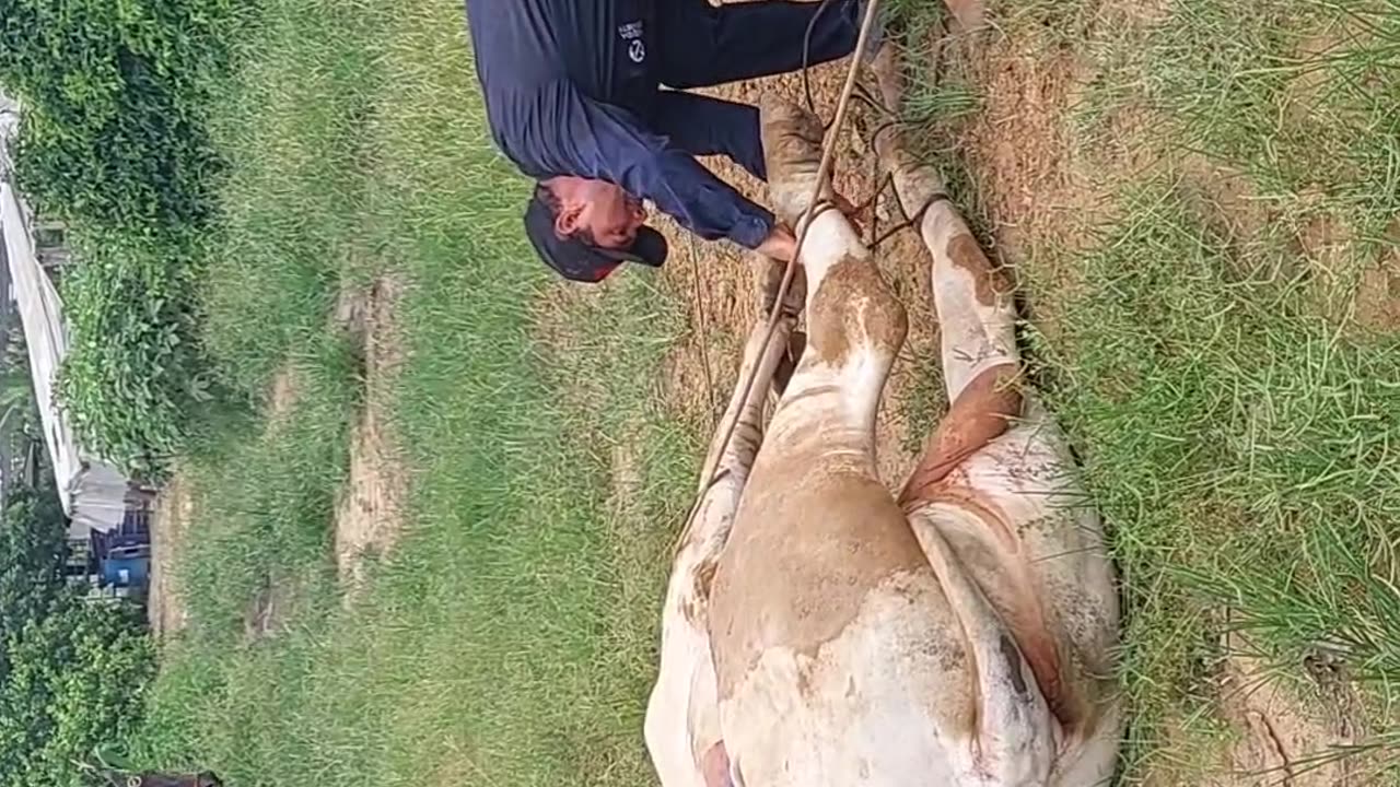 Vaqueiros capturando boi