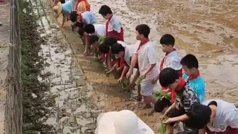 A lesson on planting rice in China