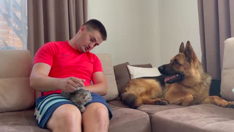 How a German Shepherd and a Kitten Became Friends-12