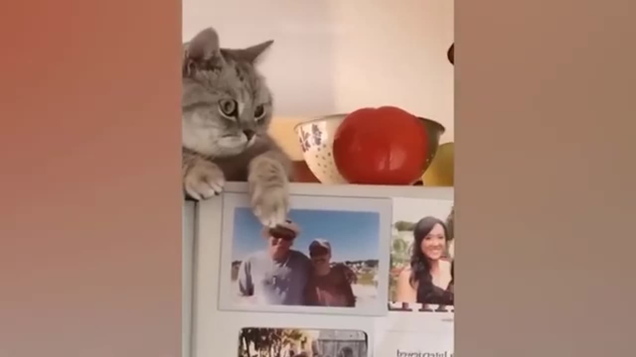 Cat in their families