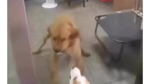 Dog gif