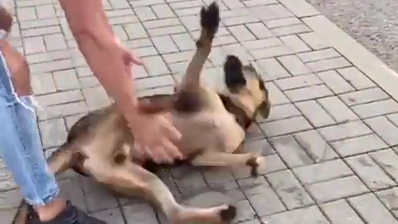 Man Saving Sinking Dog