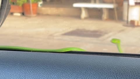 Green Snake Hitches A Ride