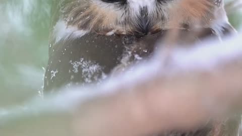 Owl eyes