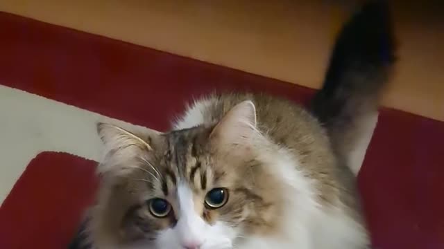 Cat Raises Paws and Moves Them in Air to Beg for Owner's Attention