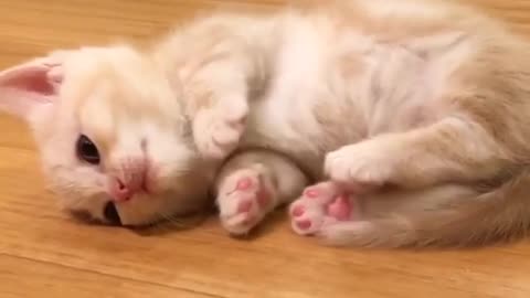 Love Pets