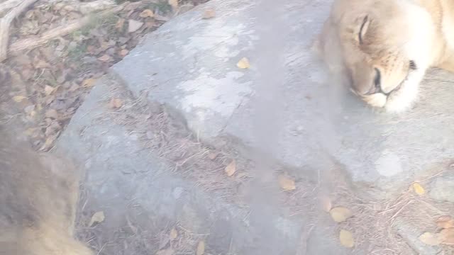 Lions