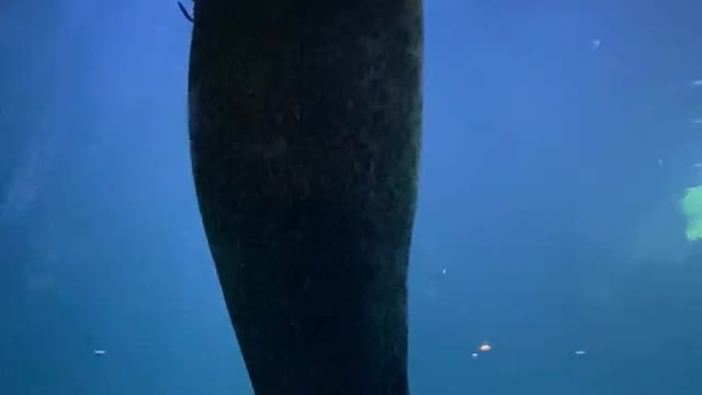SNACK TIME FOR SEALS