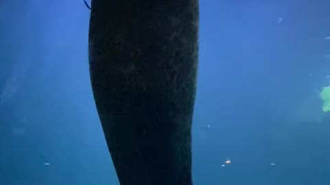SNACK TIME FOR SEALS