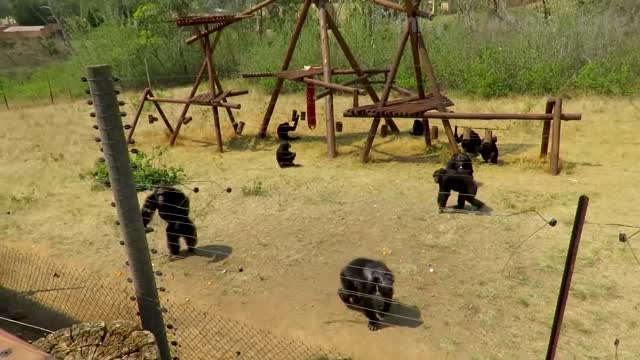 Best funny animals compilation