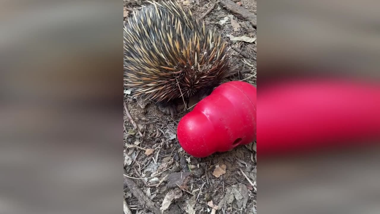 Australia- Echidna's Sticky Feeding Habits Captivate Audiences in Perth - Watch