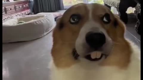 That's funny, putting rabbit teeth on a dog