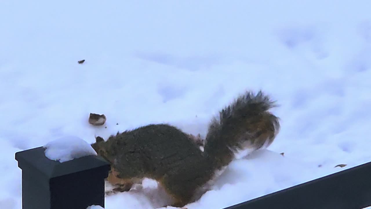 Morning Squirrels, South Dakota, Digging in Snow For Food