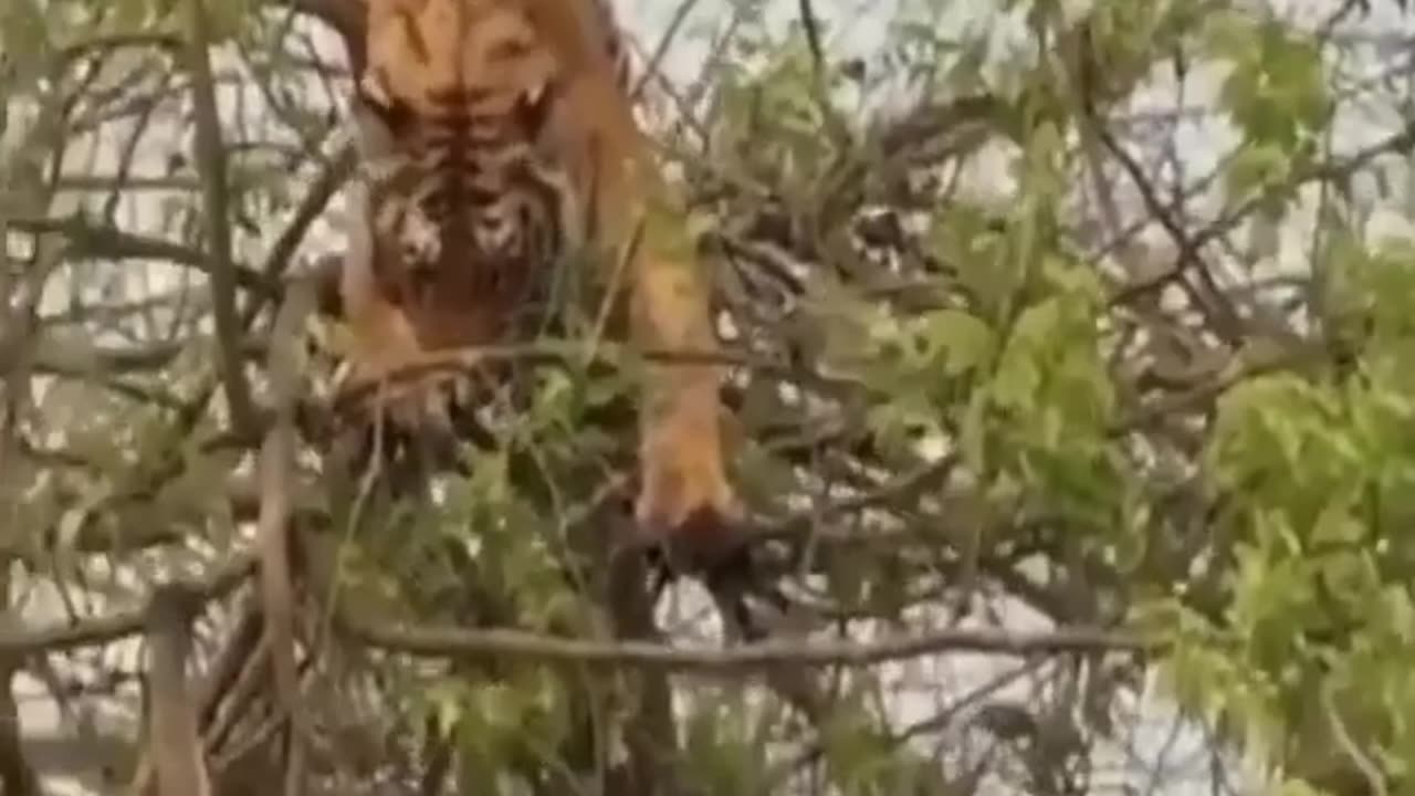 Monkey VS Tiger (unimaginable fight)