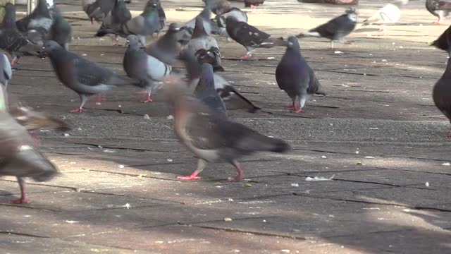 Pigeons in the Park