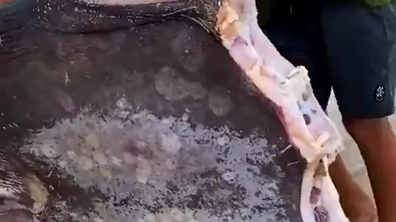 Giant Fish Half Eaten