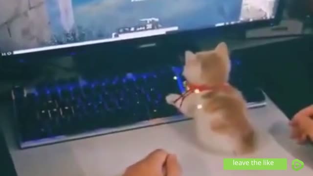 Funny animals