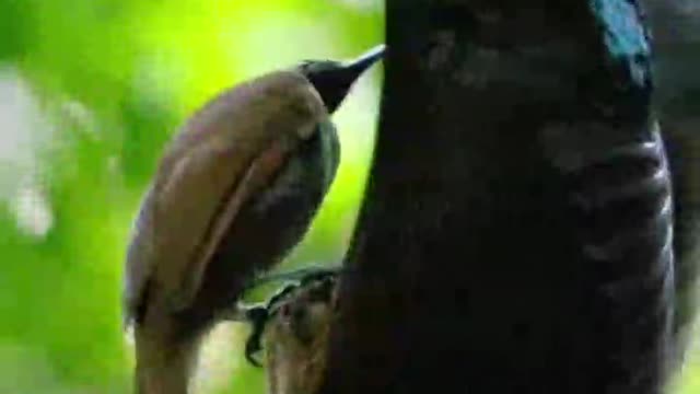 The male is dancing for the female to make her happy