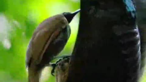 The male is dancing for the female to make her happy